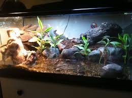 Mangrove Monitor Lizard Setup Monitor Lizard Reptile Terrarium Terrariums Kits