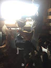Bae S Barn Chevy Chickens Cattle Puppy Barn Love Boyfriend Nike Puppies Cattle Bae