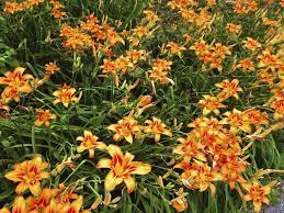 What flower forms are found in daylilies? Divide And Transplant Daylilies For Healthy Plants