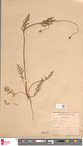 Image result for Loxogramme abyssinica