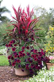 Costa Farms Slideshow Container Combo Ideas From Costa Farms Plants Container Gardening Flowers Container Plants