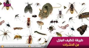 طريقة تنظيف المنزل من الحشرات Place Card Holders Place Cards Card Holder