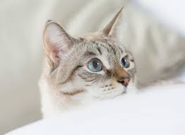 Blue if they are blind blue eyes does not mean a black cat is blind. Darlene The Alice Fund