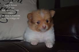 Full bread poms mum can be seen dad is a blue tan stud pom we have two beautiful puppies for sale one male one female balls of fluff black brown and tan girl. Color Genetics Lashomb S Pomeranians