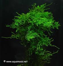 Aquatic Moss How To Grow Aquatic Moss Info On Java Moss Christmas Moss Taiwan Moss Peacock Mos Freshwater Aquarium Plants Planted Aquarium Nature Aquarium
