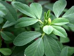 Image result for Trigonella