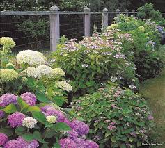 Afternoon sun is simply too hot and harsh on the hydrangea. How To Care For Bigleaf Hydrangeas Garden Gate