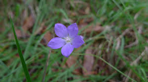 Image result for Wahlenbergia pulchella