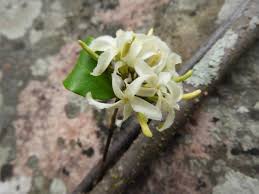 Image result for Ancylobothrys