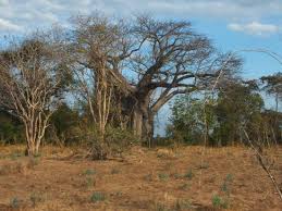 Es umfasst 42.000 quadratkilometer und grenzt im. Lugenda Bush Camp Prices Lodge Reviews Niassa Wildlife Reservation Mozambique Tripadvisor