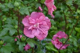 Image result for Hibiscus syriacus ´Pink Chiffon
