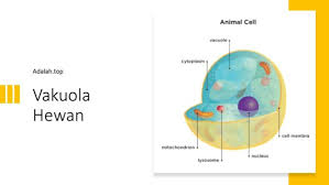 Maybe you would like to learn more about one of these? Vakuola Adalah Fungsi Penemuan Komponen Ukuran Bentuk Diulas Oleh Naisha Pratiwi Adalah Top
