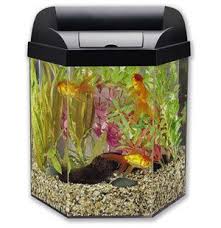 Which Fish Are Cubicle Friendly Aquarium Glass Fish Tanks Aquarium Kit