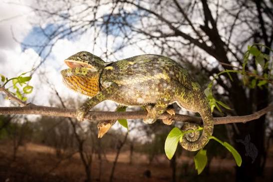 Ethan Ramirez | Chameleon in a tree Flap-necked Chameleon Chamaeleo dilepis  2024 Sony A7rii w/ Sigma 15mm EX DG #herping... | Instagram