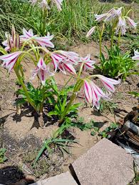 Image result for Crinum verdoorniae