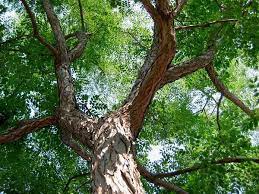 *signifies trees that can withstand drier conditions. Tough Trees That Thrive On Front Range The Denver Post