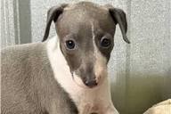 Top 21 Italian Greyhound Puppies for Sale in St Louis | Pawrade.com