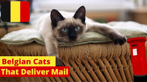The overall impression is of power without bulkiness. The Belgium City Where Cats Delivered Mail Youtube
