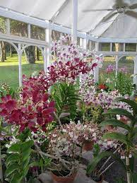 Img 5418 Growing Orchids Orchids Garden Beautiful Orchids