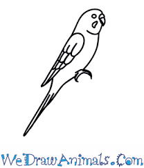 How To Draw A Budgie How to draw a budgie. how to draw a budgie