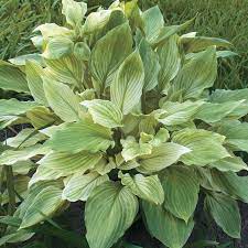 We did not find results for: White Feather Hosta Spring Hill Nurseries