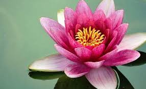 In recent times, the indian government has done a lot and ecological conditions, which are favourable to grow all types of commercially important flowers generally found in different parts of the world. Did You Know About These Rare Flowers Of India