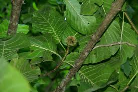 Image result for Burttdavya