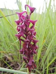 Image result for Disa hircicornis
