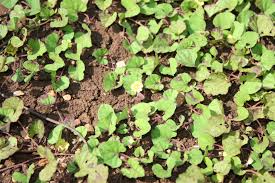 Image result for Merremia emarginata