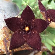 Image result for Orbea melanantha