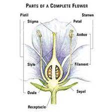 Parts Of A Complete Flower Flower Reproduction Flowers Flower Stamen