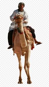 Camels have long been domesticated and, as livestock, they provide food (milk and meat) and textiles (fiber and felt from hair). Camel Man With Camel Png Free Transparent Png Images Pngaaa Com