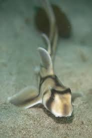 Baby Port Jackson Shark Beautiful Sea Creatures Shark Sea Animals