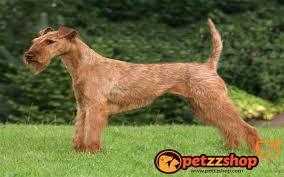 Irlandali Terrier Kopek Cinsi Ozellikleri Petzz Blog