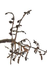 Image result for Lannea welwitschii