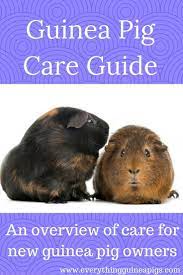 Pin On Guinea Pig Care