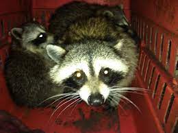 Shoreline wildlife and pest control is a ct local family run animal removal and extermination business. All Pro Wildlife Home Facebook