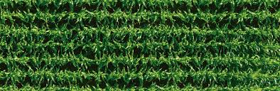 In this example, after the initial $50 payment plus tax, 52 full, timely payments of $40.86 per week over 12. Nk Corn Seeds Syngenta Us