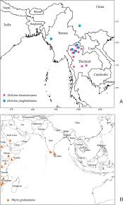 Image result for Wajira grahamiana