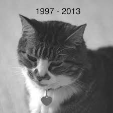 Black And White Tabby Cat Pin By Fido The Cat On Fido Tabby Cat White Tabby Cat Tabby