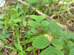 Image result for Pseudarthria