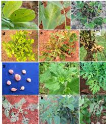 Maybe you would like to learn more about one of these? Symptoms Of Gbnv On Groundnut Crop And Weed Hosts Under Field Download Scientific Diagram