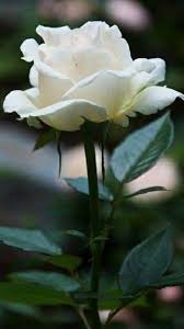 Pin By Gesa Klintwort On Rozy In 2020 Hybrid Tea Roses Wonderful Flowers Tea Roses