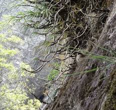 Image result for Aloe rulkensii