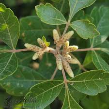 Image result for Anacardiaceae