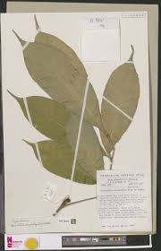 Image result for Allophylus lastoursvillensis