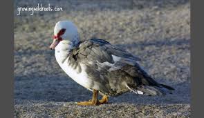 Ducks like anyone who feeds. 10 Real Benefits Of Keeping Muscovy Ducks