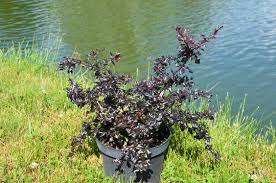 Image result for Berula thunbergii