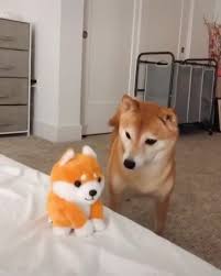 Discover new cryptocurrencies to add to your portfolio. Shiba Inu Gets Frightened By Talking Shiba Inu Toy