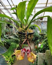 Image result for Marsdenia macrantha